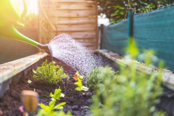 How To Keep Your Garden Healthy