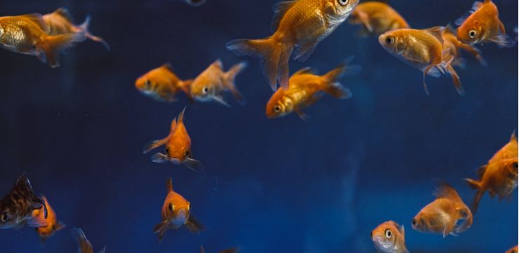 starting a goldfish aquarium