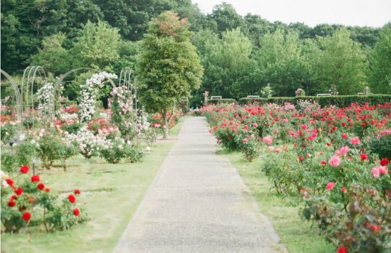 A Few Secret Tips To Help You Keep Your Garden Healthy