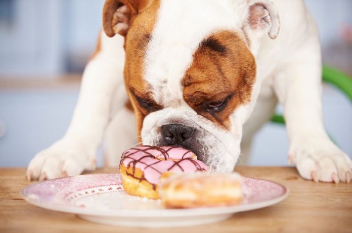 How To Change Your Dog's Diet