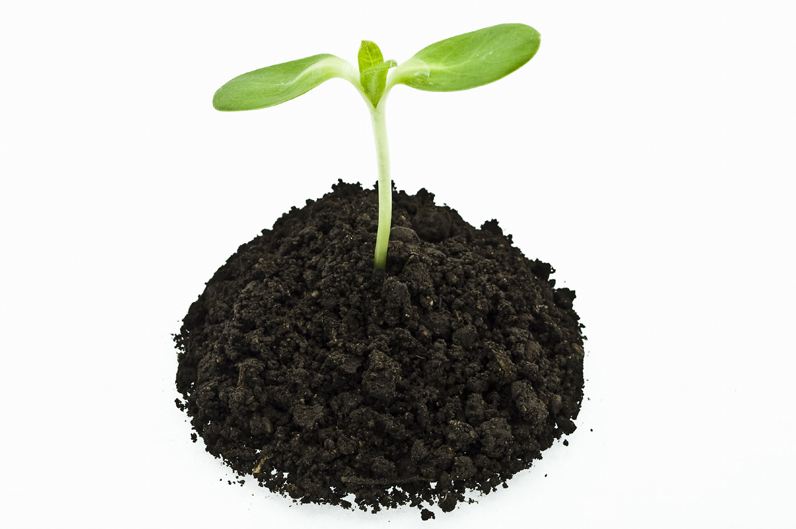 How To Grow Sprouts - Ezilon Articles